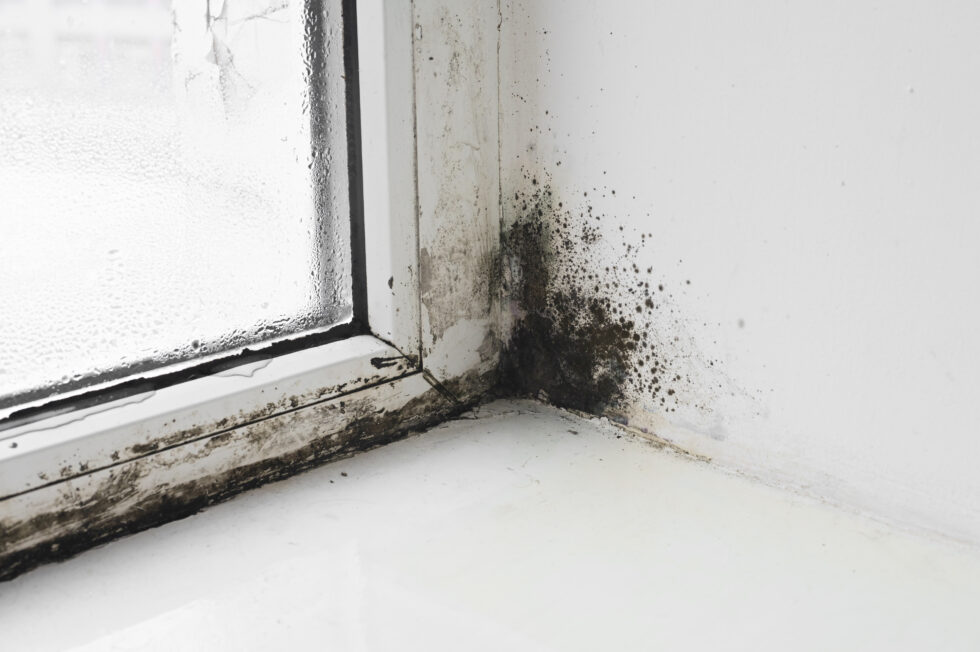 How a Professional Home Inspector Can Spot Water Intrusion in Winder, GA